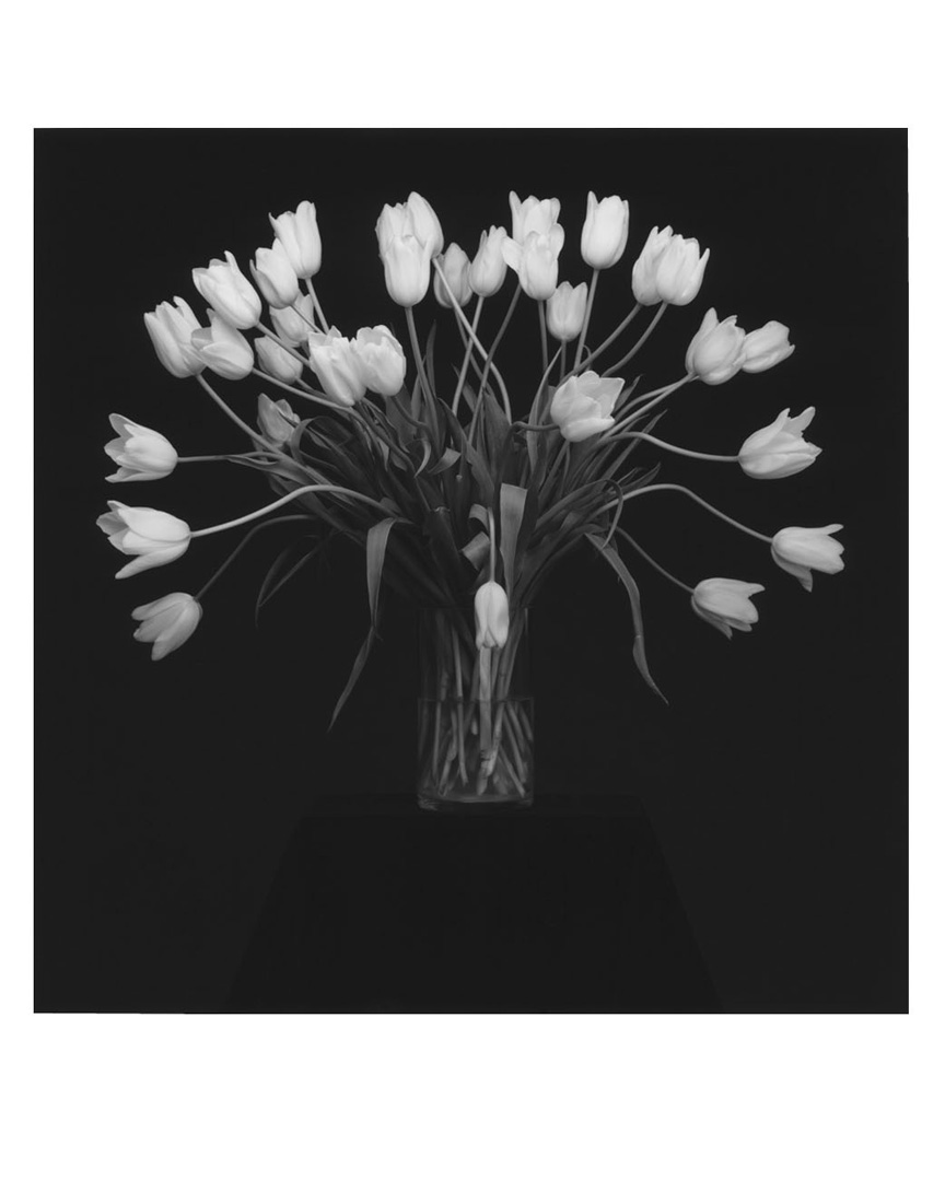 Tulips - Robert Mapplethorpe | The Broad