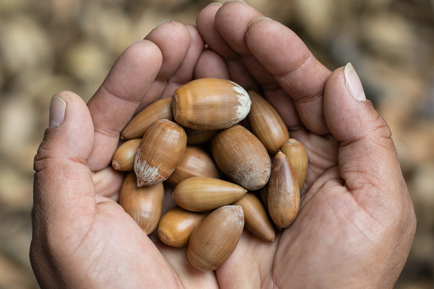 Hand holding acorns