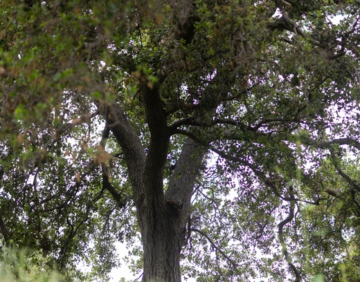 Oak tree in a field of grass